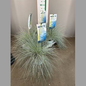 festuca/ rosmarin