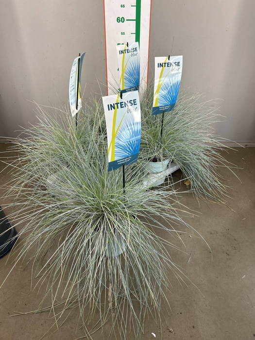 festuca/ rosmarin