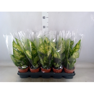 Dieffenbachia  'Compacta'