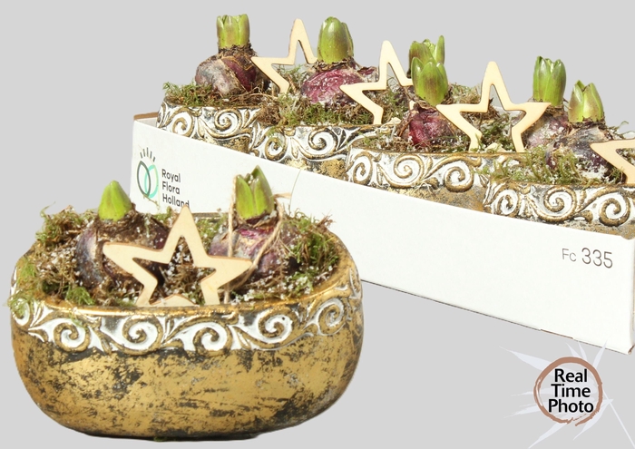 <h4>ARR HYACINTH</h4>