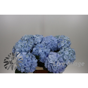 Hydrangea verena blue