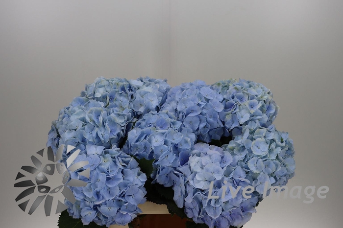 <h4>Hydrangea verena blue</h4>