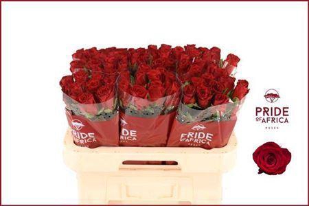 <h4>R Gr Revolution</h4>