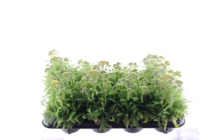 <h4>Achillea Millefolium Milly Rock Milly Rock Orange</h4>