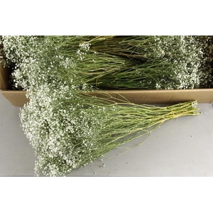 DF Gyps Bs (5) 60cm White