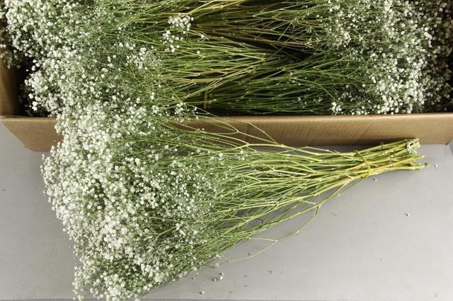 <h4>DF Gyps Bs (5) 60cm White</h4>