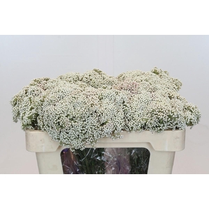 Ozothamnus Cooks Snow White