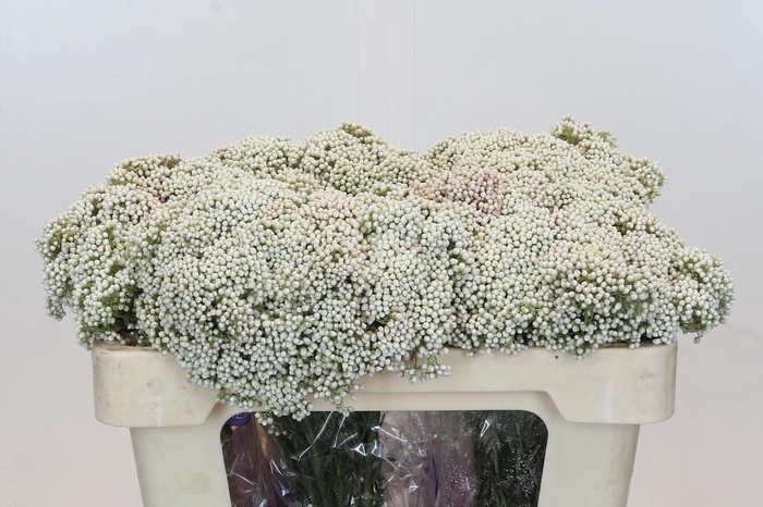 Ozothamnus Cooks Snow White