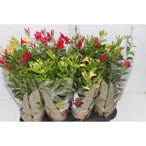 DIPLADENIA PICOLI P14 VARIADO