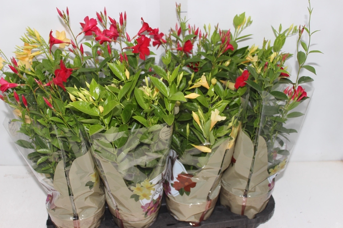 <h4>DIPLADENIA PICOLI P14 VARIADO</h4>