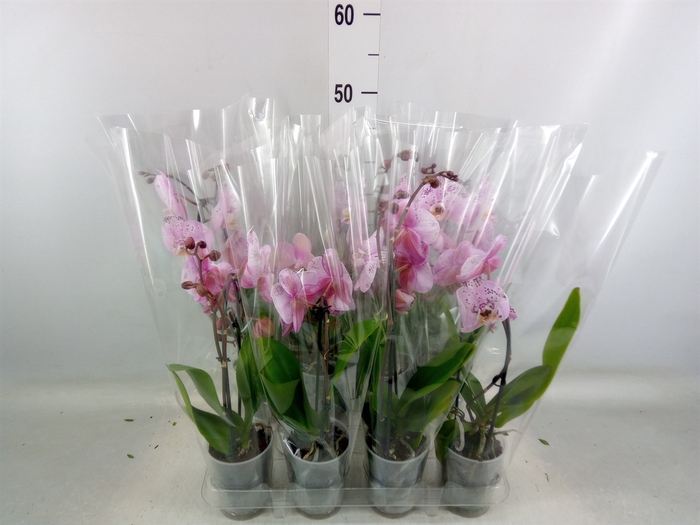 <h4>Phalaenopsis  'Elegant Cascade'</h4>