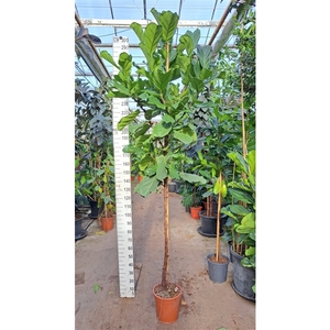 Ficus Lyrata stam 280