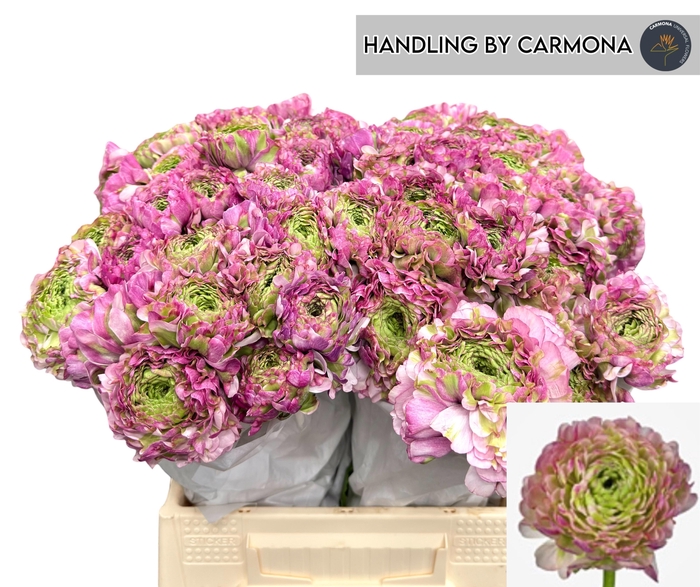 <h4>RAN PON PON MALVA</h4>