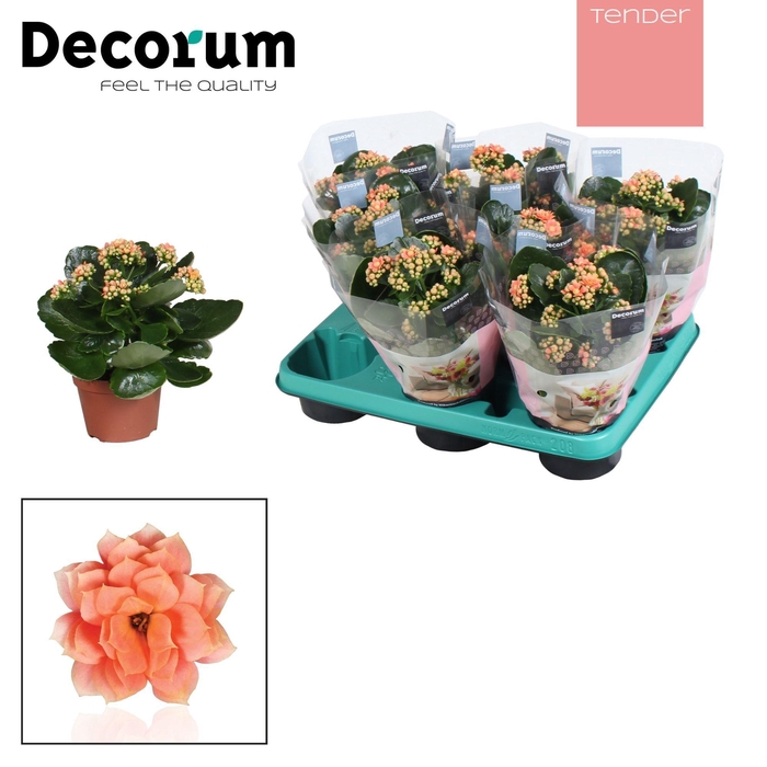 <h4>Kalanchoe Decorum TENDER - Serenity Salmon</h4>
