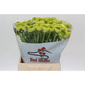 Ranunculus Real Jean