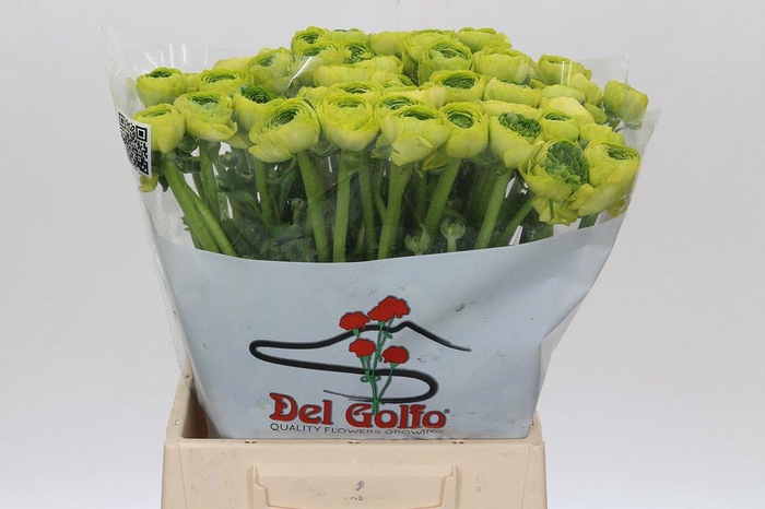 <h4>Ranunculus Real Jean</h4>