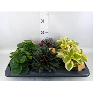Peperomia   ...mix