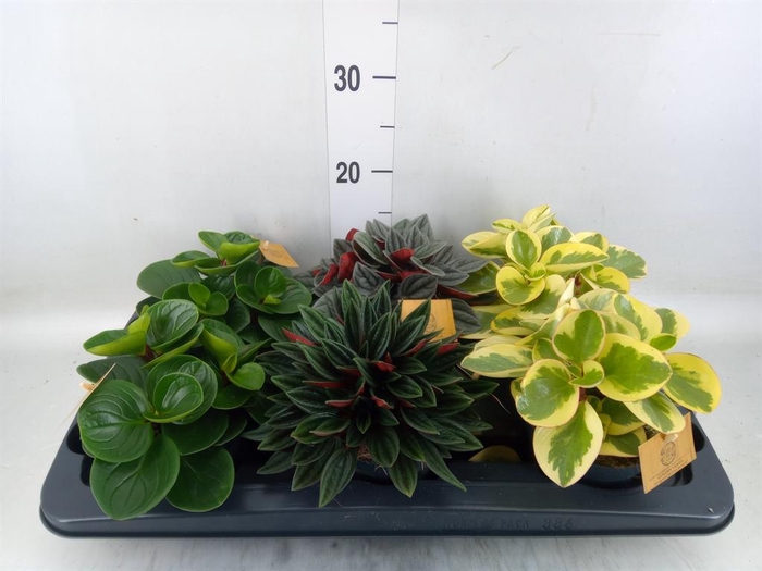 <h4>Peperomia   ...mix</h4>