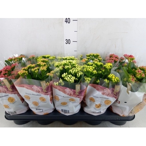 Kalanchoe blos. 'RoyalDon'   ..mix
