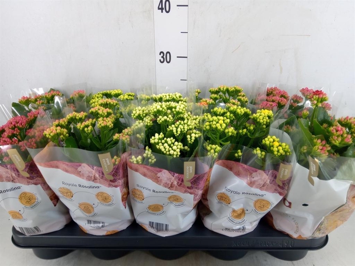 <h4>Kalanchoe blos. 'RoyalDon'   ..mix</h4>