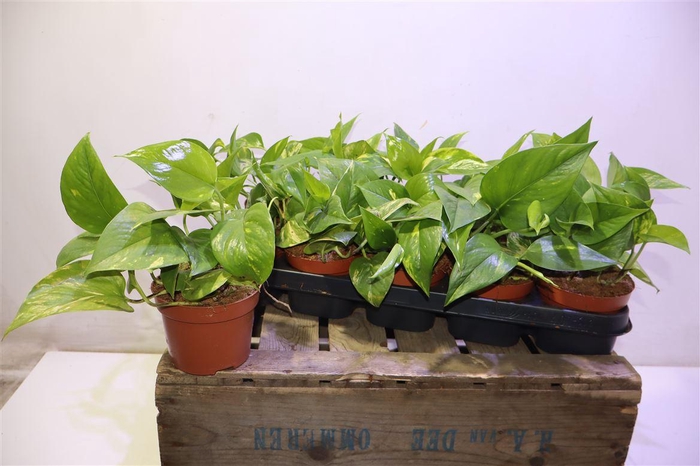 <h4>Epipr Aureum</h4>