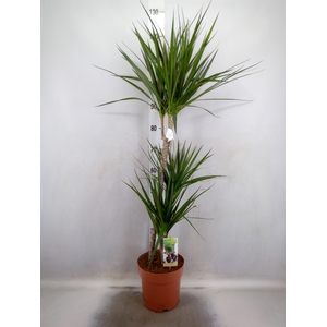 Dracaena marg.