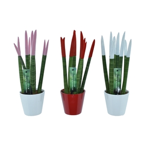 Sansevieria VELVET TOUCHZ® Women mix In keramiek R'dam