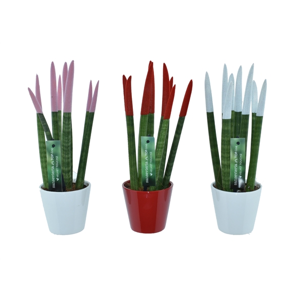 <h4>Sansevieria VELVET TOUCHZ® Women mix In keramiek R'dam</h4>