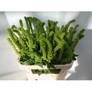 AMAR GREEN THUMB