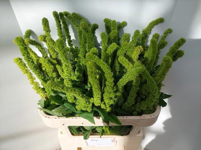<h4>AMAR GREEN THUMB</h4>