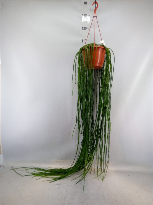 <h4>Rhipsalis paradoxa</h4>