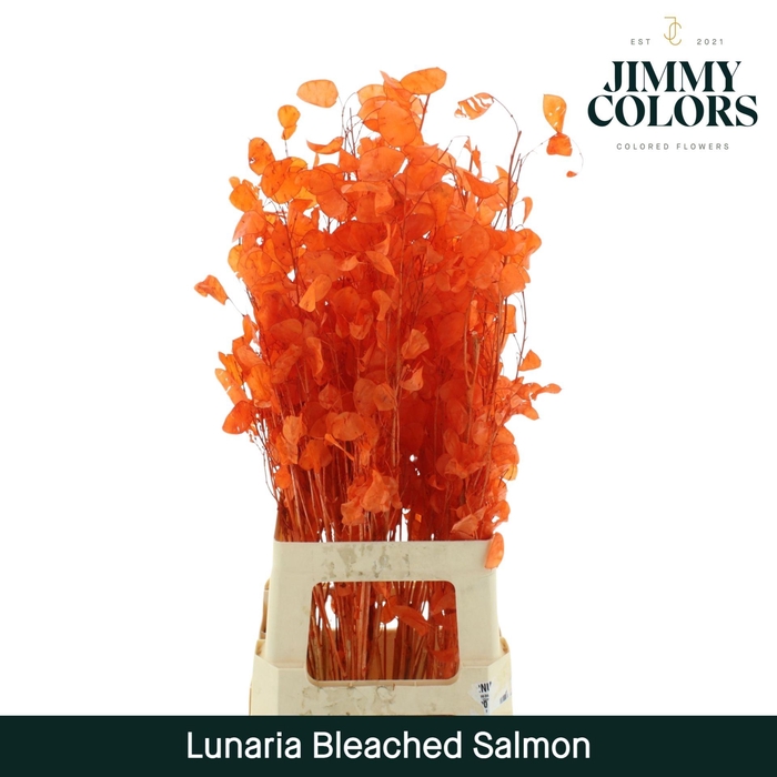 <h4>Lunaria Gebleekt Zalm</h4>