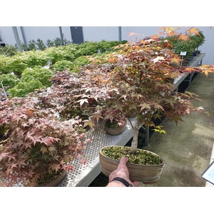 Acer palmatum deshojo, pot 27cm.
