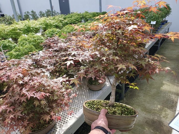 <h4>Acer palmatum deshojo, pot 27cm.</h4>