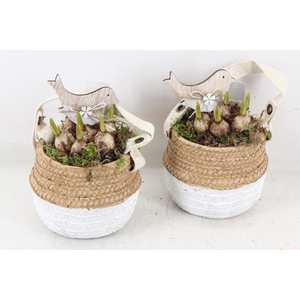 arr4 Muscari JS - Ker. duo mandje x6