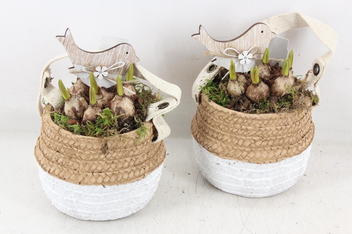 <h4>arr4 Muscari JS - Ker. duo mandje x6</h4>