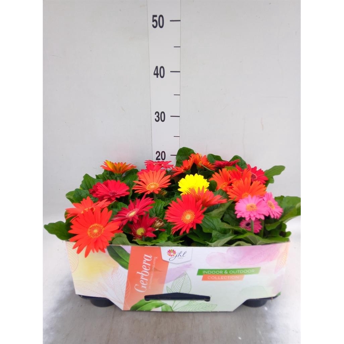 <h4>Gerbera  'Open Air'   ...mix</h4>