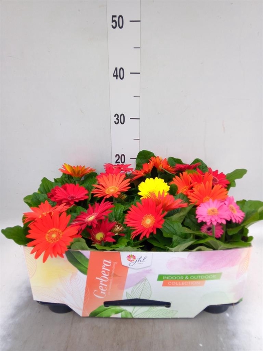 Gerbera  'Open Air'   ...mix