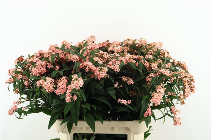 <h4>Euph F T Pink Baron</h4>