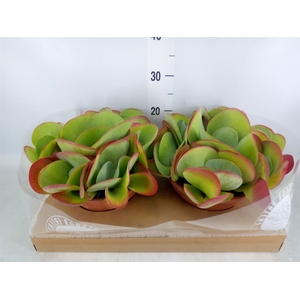 Kalanchoe NF thyrsiflora