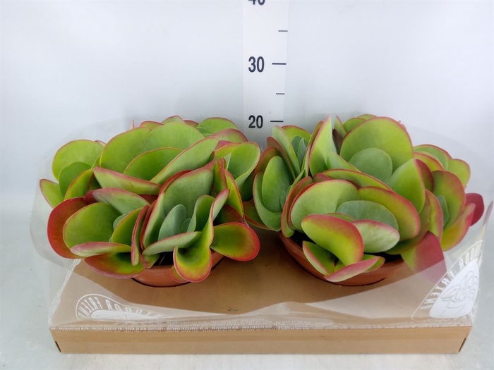 <h4>Kalanchoe NF thyrsiflora</h4>