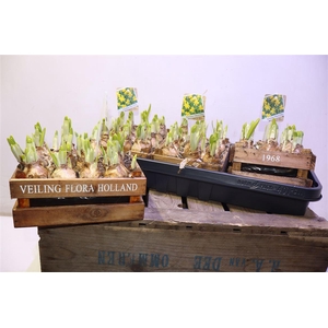 Arr N Tete A Tete In Houten Kistje