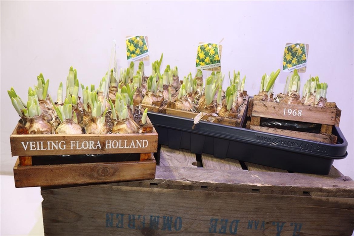 <h4>Arr N Tete A Tete In Houten Kistje</h4>