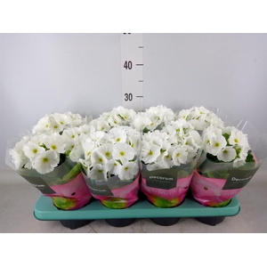 Primula obcon. 'Touch Me White'