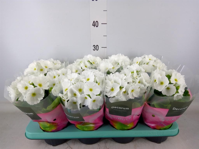 <h4>Primula obcon. 'Touch Me White'</h4>