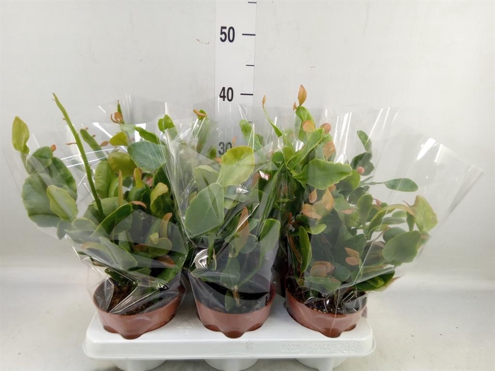 <h4>Rhipsalis   ...</h4>