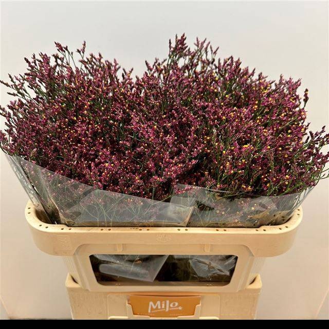 <h4>LIM SIN CHINA RED</h4>