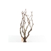 Syringa Branch Extra Quarton