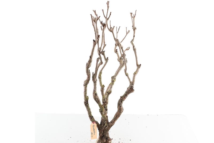 Syringa Branch Extra Quarton