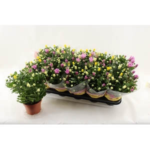 CHRYS GEM IN POT